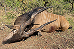 Lord Derby Eland in Faro East