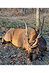 Lord Derby Eland in Faro East