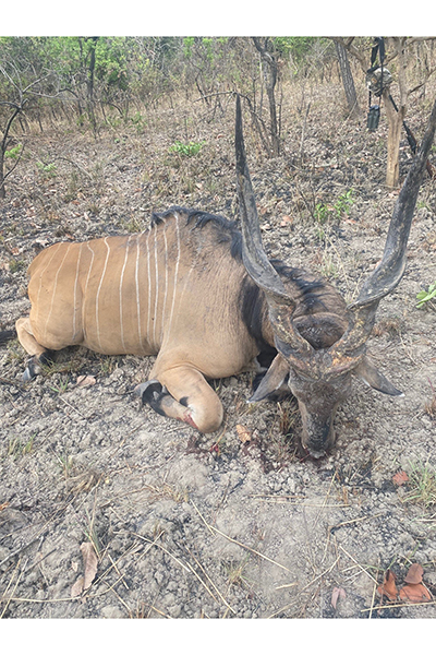 Lord Derby Eland in Faro East